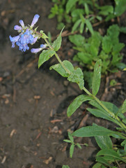 Penstemon cyananthus cyananthus