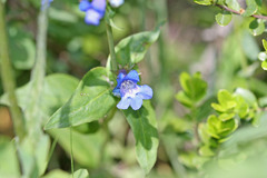 Penstemon cyananthus cyananthus