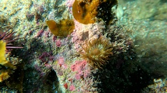 Anemonia sargassensis
