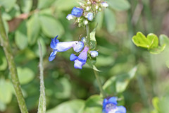 Penstemon cyananthus cyananthus