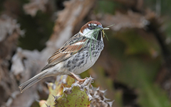 Passer hispaniolensis hispaniolensis