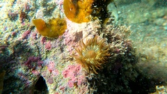 Anemonia sargassensis