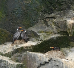 Poikilocarbo gaimardi