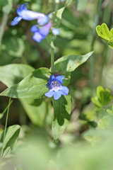 Penstemon cyananthus cyananthus