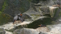 Poikilocarbo gaimardi