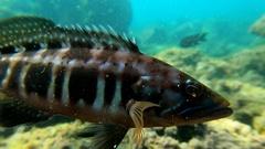 Serranus atricauda