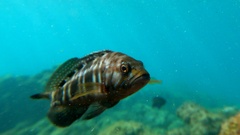 Serranus atricauda