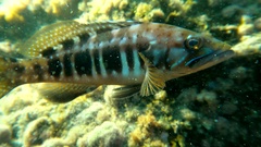 Serranus atricauda