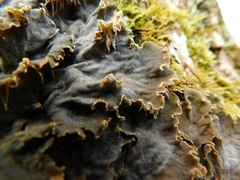 Peltigera cinnamomea