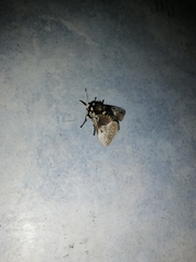 Megalopyge albicollis
