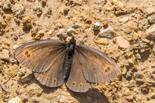 Woodland Ringlet