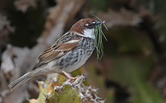 Passer hispaniolensis hispaniolensis