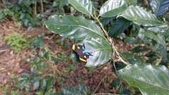 Ancyluris inca