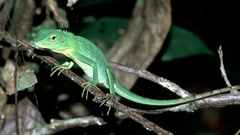 Bronchocela cristatella