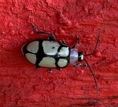 Omophoita octoguttata