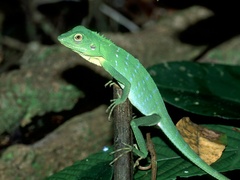 Bronchocela cristatella