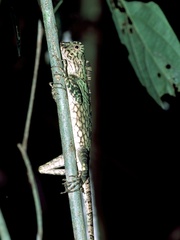 Gonocephalus bornensis