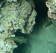 Canthigaster margaritata