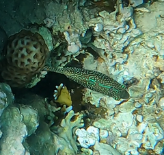 Canthigaster margaritata