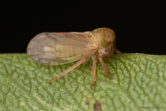 Melizoderidae