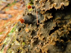 Peltigera cinnamomea