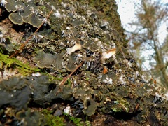 Peltigera cinnamomea
