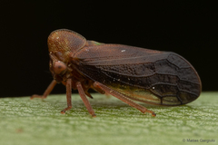 Melizoderidae