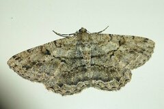 Peribatodes rhomboidaria