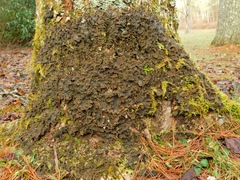 Peltigera cinnamomea