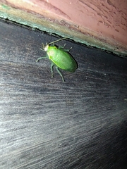 Panchlora
