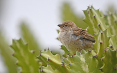 Passer hispaniolensis hispaniolensis