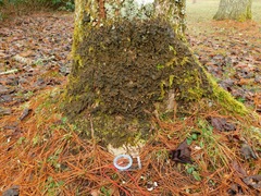 Peltigera cinnamomea