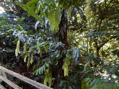 Maniltoa browneoides