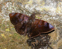Pellicia costimacula