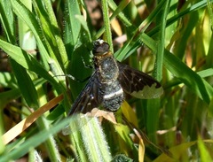 Hemipenthes velutina