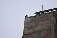 Falco peregrinus