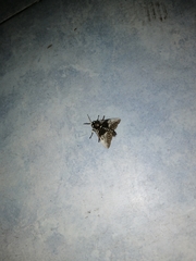 Megalopyge albicollis