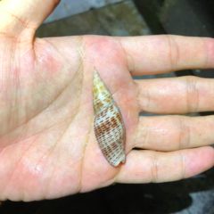 Nebularia inquinata