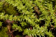 Crassula lanceolata transvaalensis