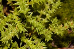 Crassula lanceolata transvaalensis