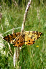 Pseudopanthera macularia