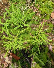 Crassula lanceolata transvaalensis