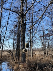 Callirhytis quercuspunctata