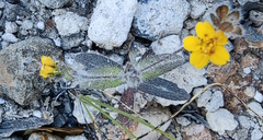 Sclerocarpus uniserialis