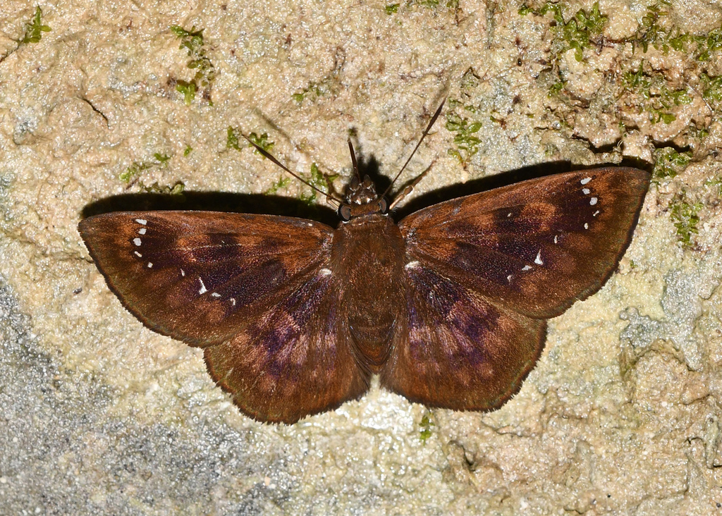 Polyctor fera