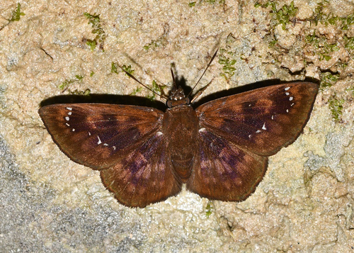 Polyctor fera