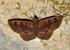 Polyctor fera