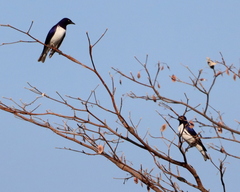Cinnyricinclus leucogaster
