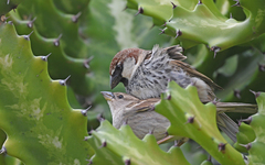 Passer hispaniolensis hispaniolensis