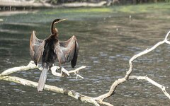 Anhinga rufa rufa